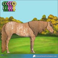 Horse Color:Buckskin Pearl  Brindle