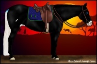 Horse Color:Smoky Creme Dun Splash Tobiano Frame Appaloosa  Brindle