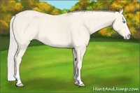 Horse Color:Cremello Splash  Brindle