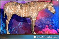 Horse Color:Black Splash Frame  Brindle