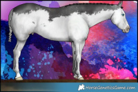 Horse Color:Black Splash Frame  Brindle