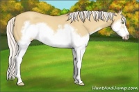 Horse Color:Silver Classic Champagne Dun Splash Frame 