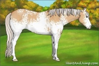 Horse Color:White Spotted Silver Bay Dun Sabino 