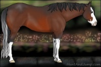 Horse Color:Bay Sabino Splash 