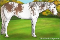 Horse Color:White Spotted Silver Brown Sabino