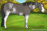 Horse Color:White Spotted Grullo Sabino Splash 
