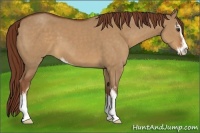 Horse Color:Red Dun Sabino