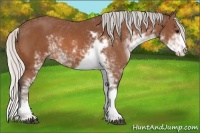 Horse Color:Silver Bay Sabino 