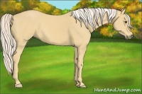 Horse Color:Palomino 