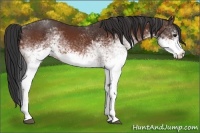 Horse Color:White Spotted Bay 