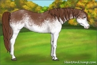 Horse Color:White Spotted Chestnut 