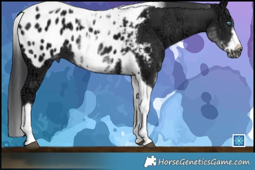 Horse Color:White Spotted Black Ice Splash Tobiano Frame Appaloosa 