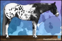 Horse Color:White Spotted Black Ice Splash Tobiano Frame Appaloosa 
