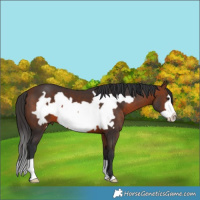 Horse Color:Brown Frame 