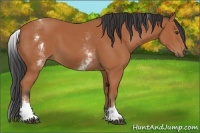 Horse Color:White Spotted Bay 