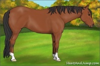Horse Color:Bay 