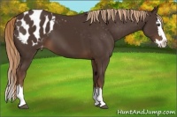 Horse Color:Liver Chestnut Sabino Splash Appaloosa 