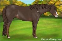 Horse Color:Liver Chestnut Sabino Frame 