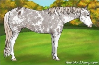 Horse Color:Liver Chestnut Sabino Splash Appaloosa 
