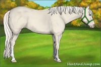 Horse Color:Cremello