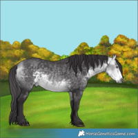 Horse Color:Buckskin Chinchilla