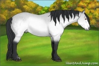 Horse Color:Buckskin Chinchilla