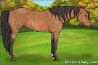 Horse Color:Bay  Brindle