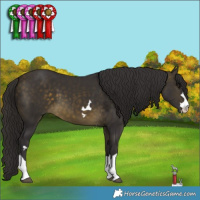 Horse Color:Buckskin 