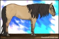 Horse Color:Buckskin Dun