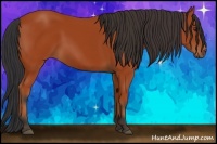 Horse Color:Bay 