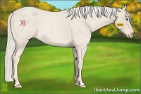 Horse Color:Cremello Roan