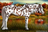 Horse Color:Bay Appaloosa 