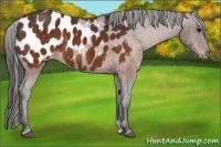 Horse Color:Brown Appaloosa Brindle