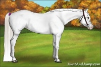 Horse Color:Chocolate Palomino Appaloosa 