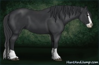 Horse Color:Black Splash 