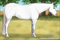 Horse Color:Smoky Black Splash Appaloosa 