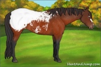 Horse Color:Brown Appaloosa