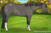 Horse Color:Grullo 