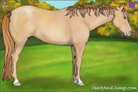 Horse Color:Gold Champagne