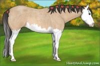 Horse Color:Buckskin Roan Splash 