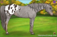 Horse Color:Liver Chestnut Appaloosa