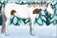 Horse Color:Bay Splash Tobiano