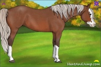 Horse Color:Silver Bay Roan Sabino Splash 