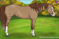 Horse Color:Red Dun Splash 