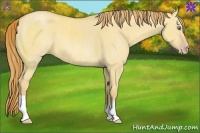 Horse Color:Gold Champagne Dun 