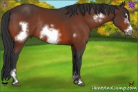 Horse Color:Bay Sabino Frame Rabicano