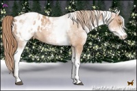 Horse Color:White Spotted Bay Pearl Appaloosa Rabicano