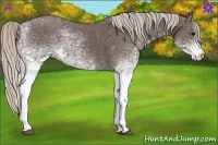 Horse Color:White Spotted Silver Black 