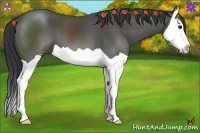Horse Color:Black Splash 