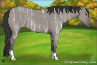 Horse Color:Grullo Ice 